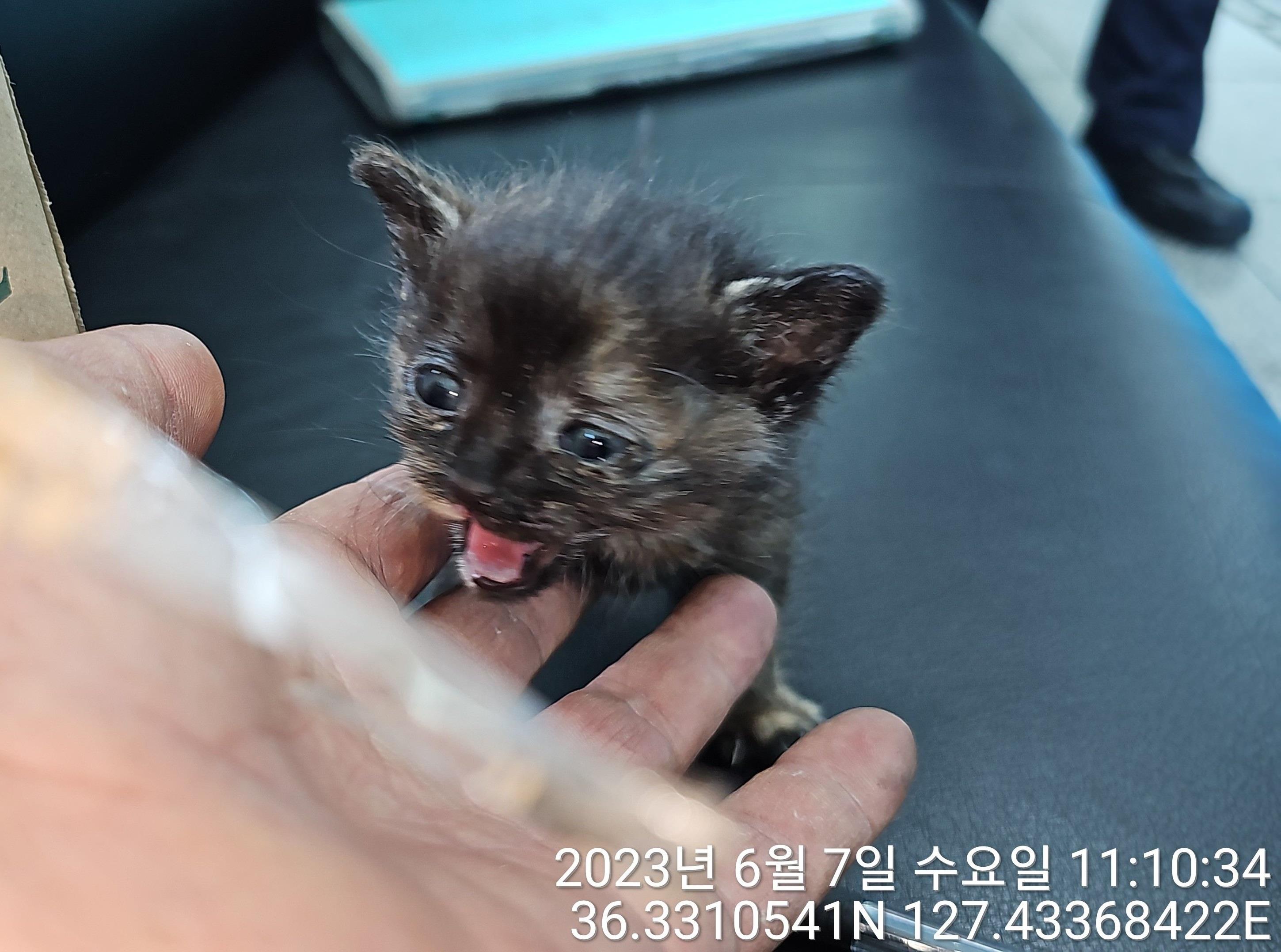 대전동물보호센터_430364202300185